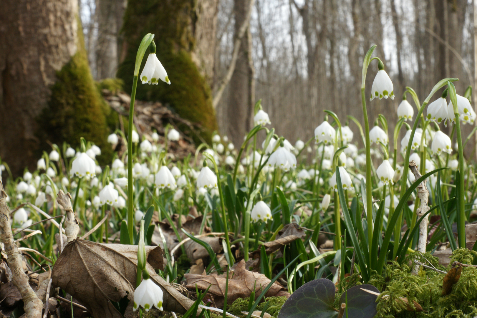 Frühlingsboten im Auwald