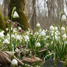 Frühlingsboten im Auwald