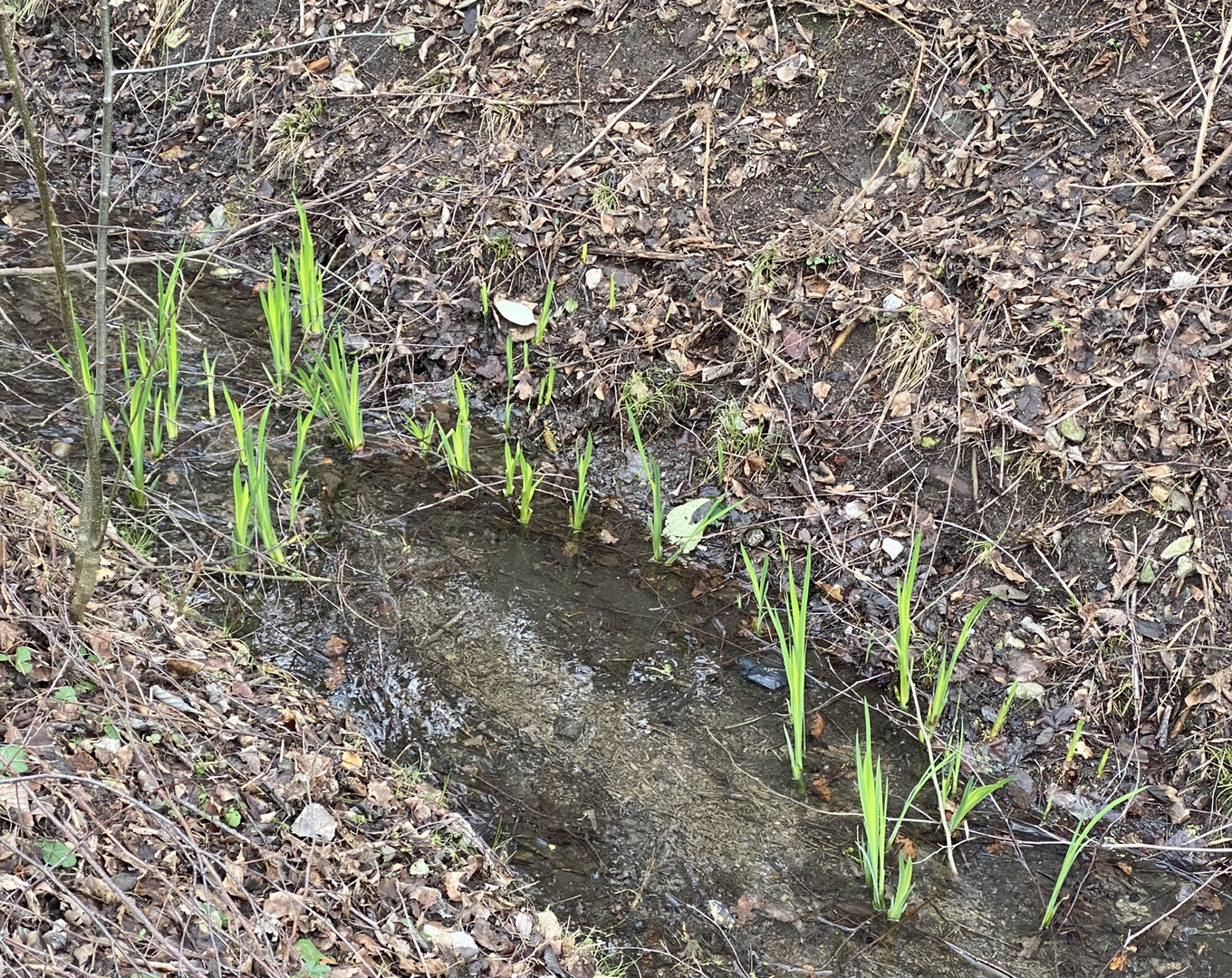 Frühlingsboten im Bachlauf