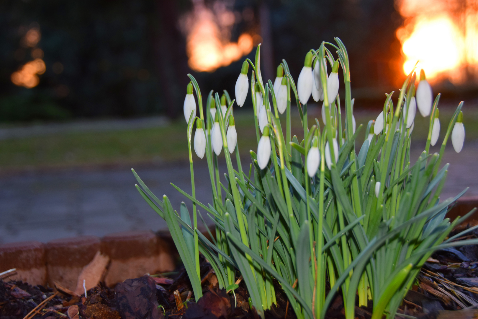 Frühlingsboten im Februar