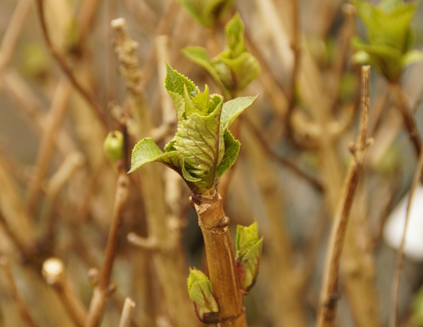 Frühlingsboten im Februar "Hortensie"