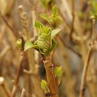 Frühlingsboten im Februar "Hortensie"