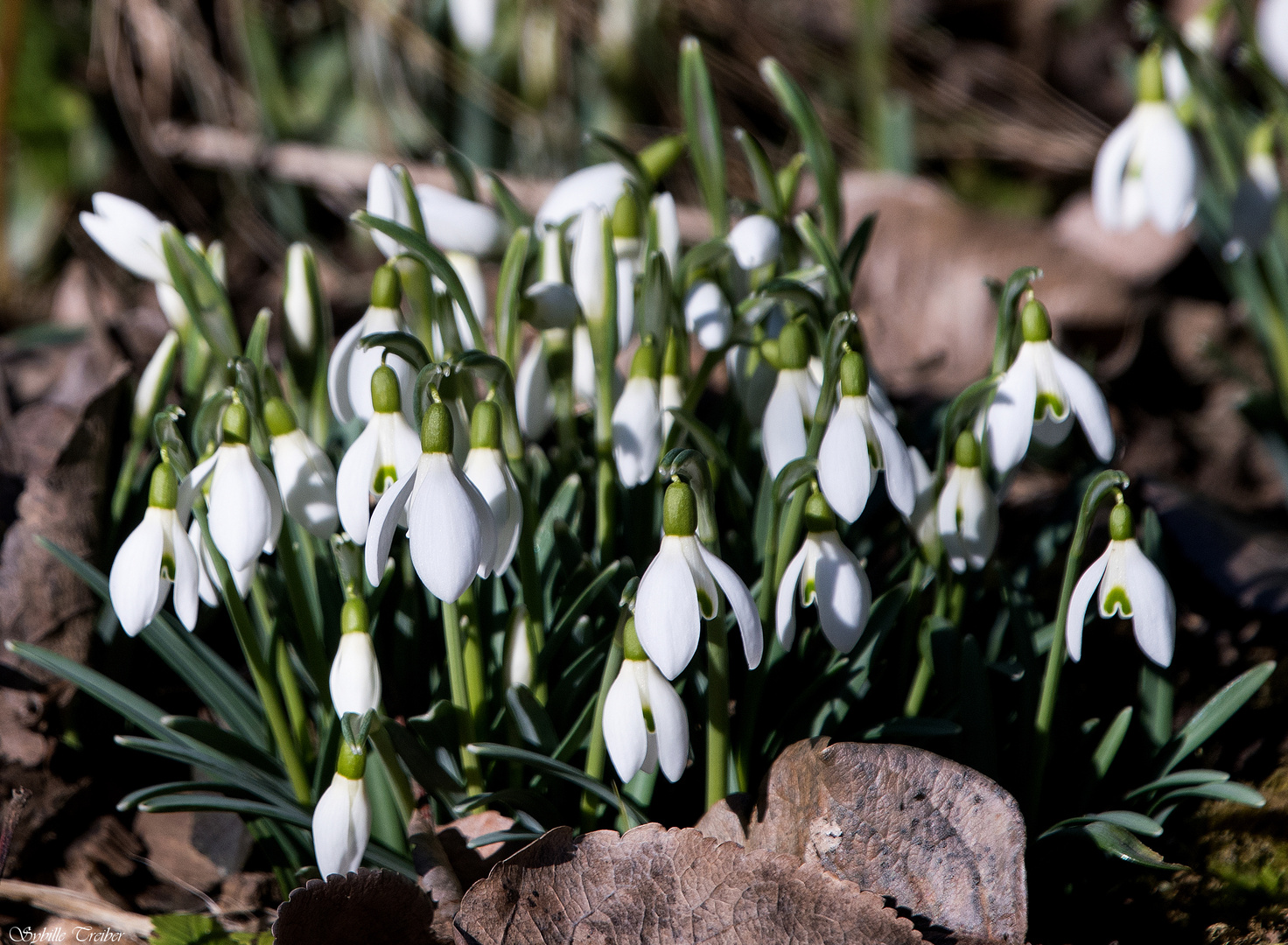 Frühlingsboten im Garten (1)