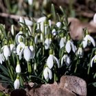 Frühlingsboten im Garten (1)