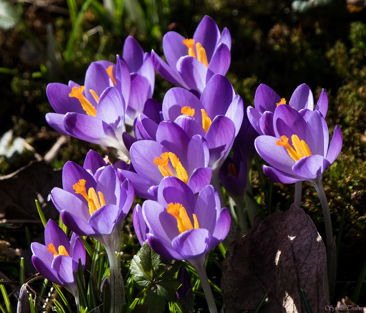 Frühlingsboten im Garten (2)