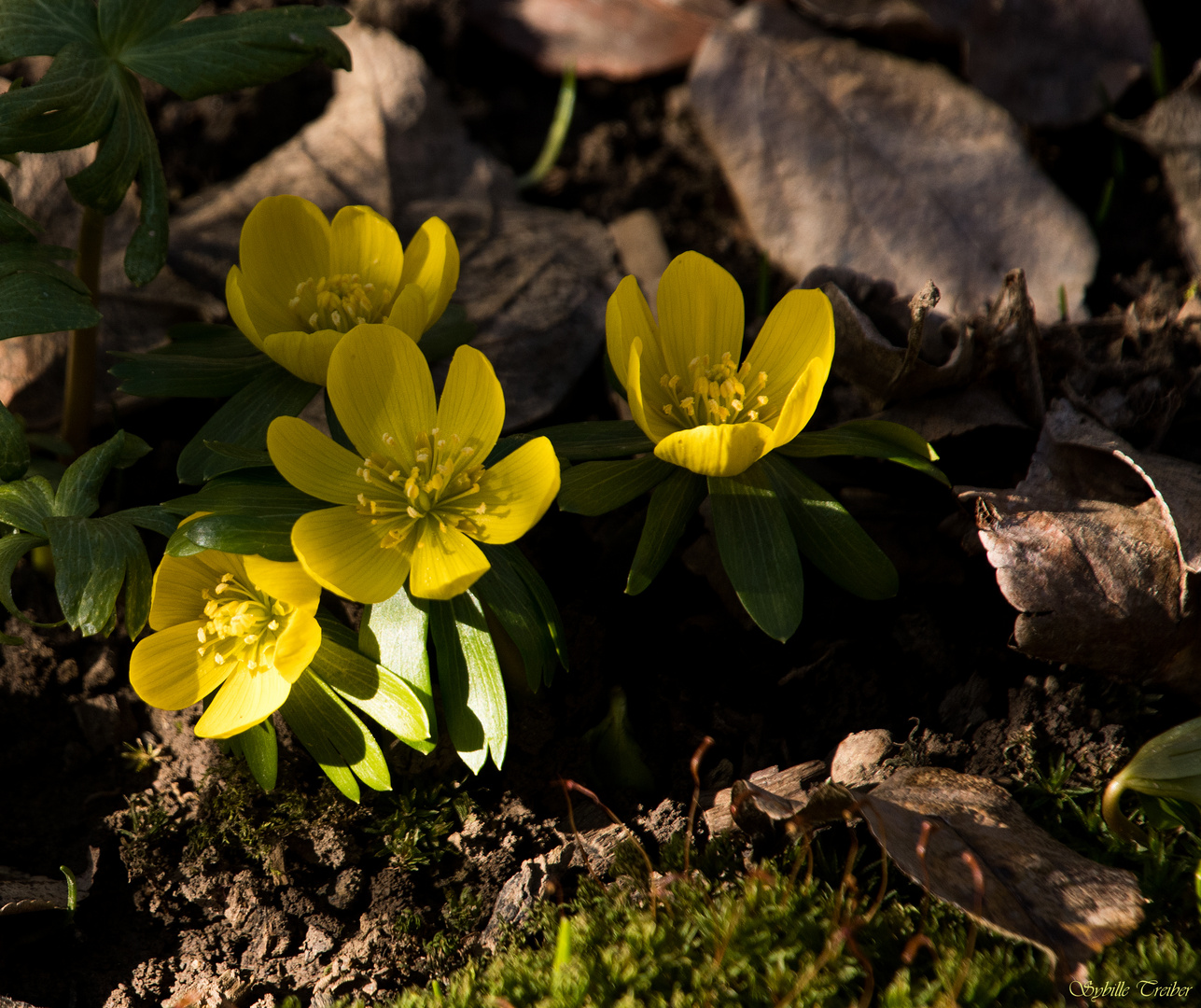 Frühlingsboten im Garten (3) Foto & Bild frühling, natur, frühblüher