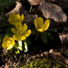 Frühlingsboten im Garten (3)