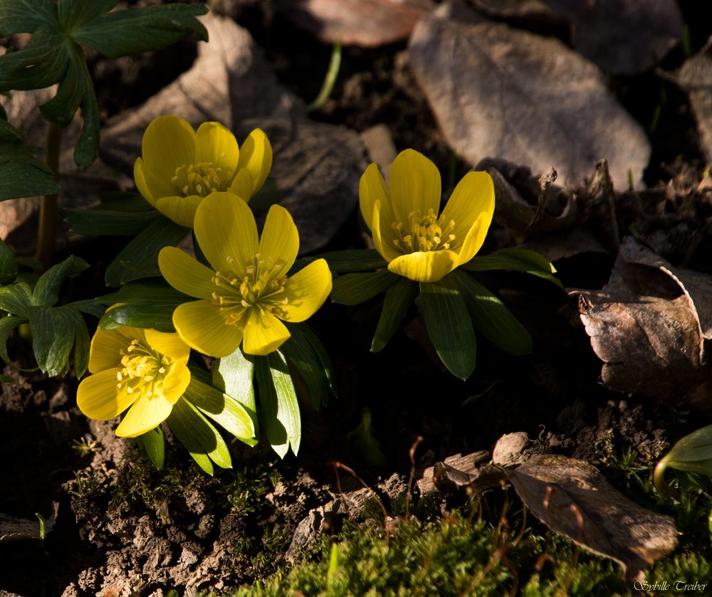 Frühlingsboten im Garten (3) Foto & Bild frühling, natur, frühblüher