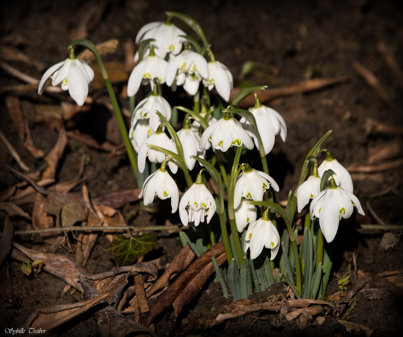 Frühlingsboten im Garten 4