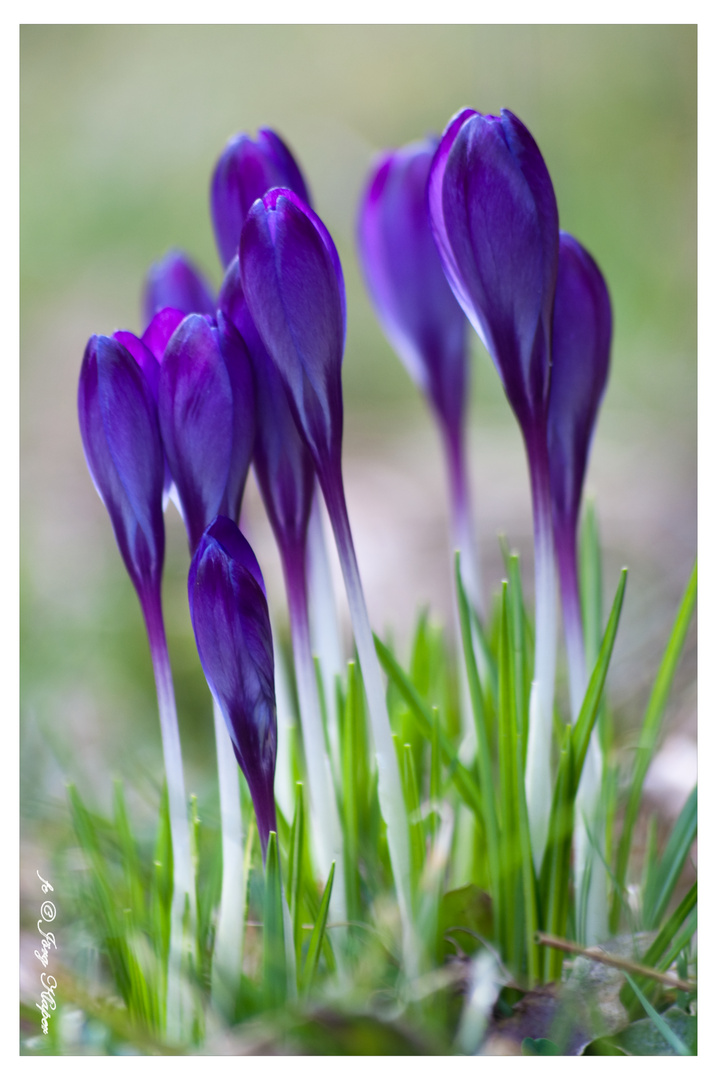 Frühlingsboten im Garten