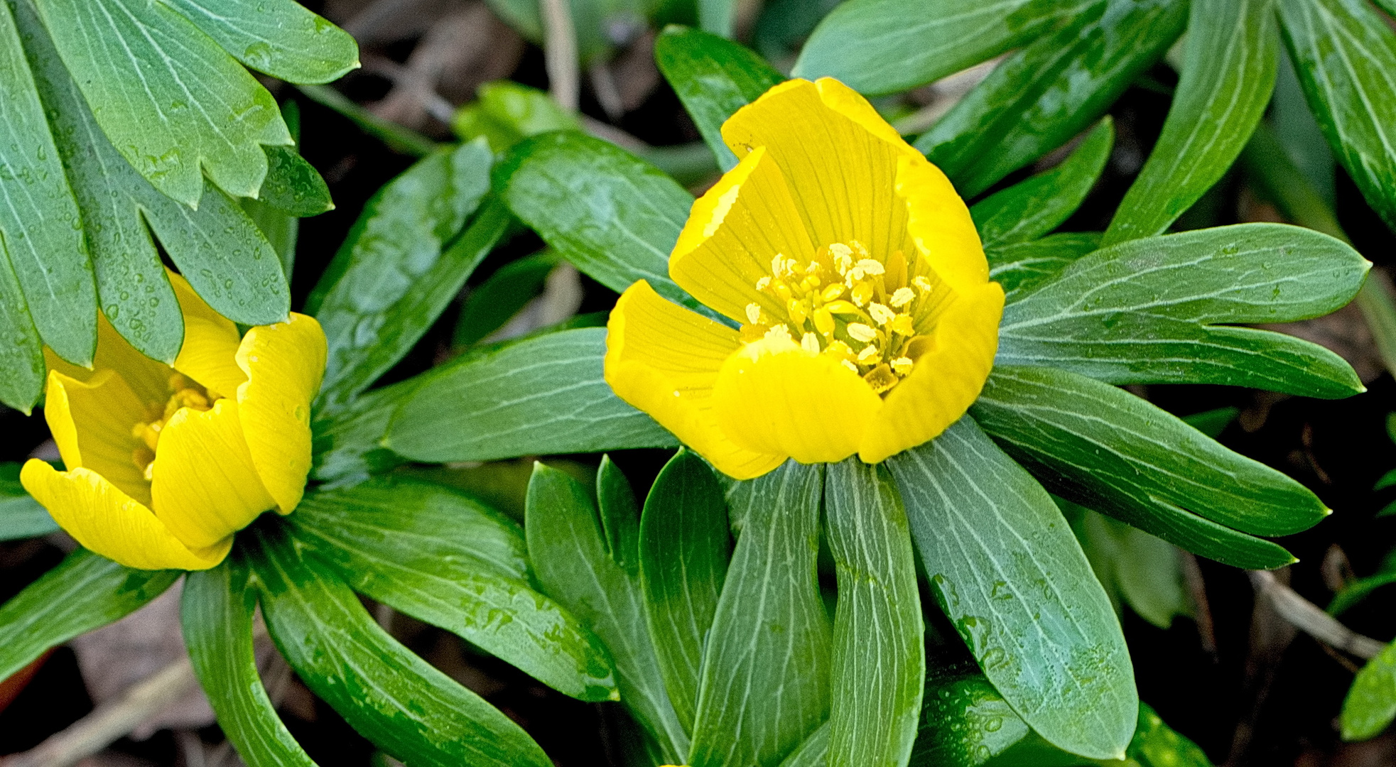 Frühlingsboten im Garten