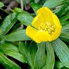 Frühlingsboten im Garten