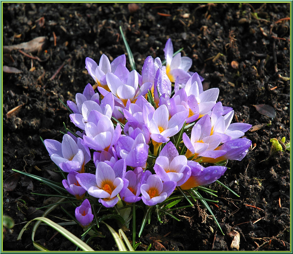 Frühlingsboten im Garten