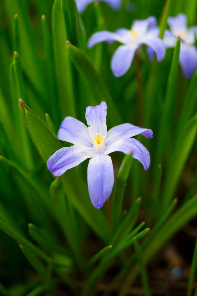 Frühlingsboten im Garten