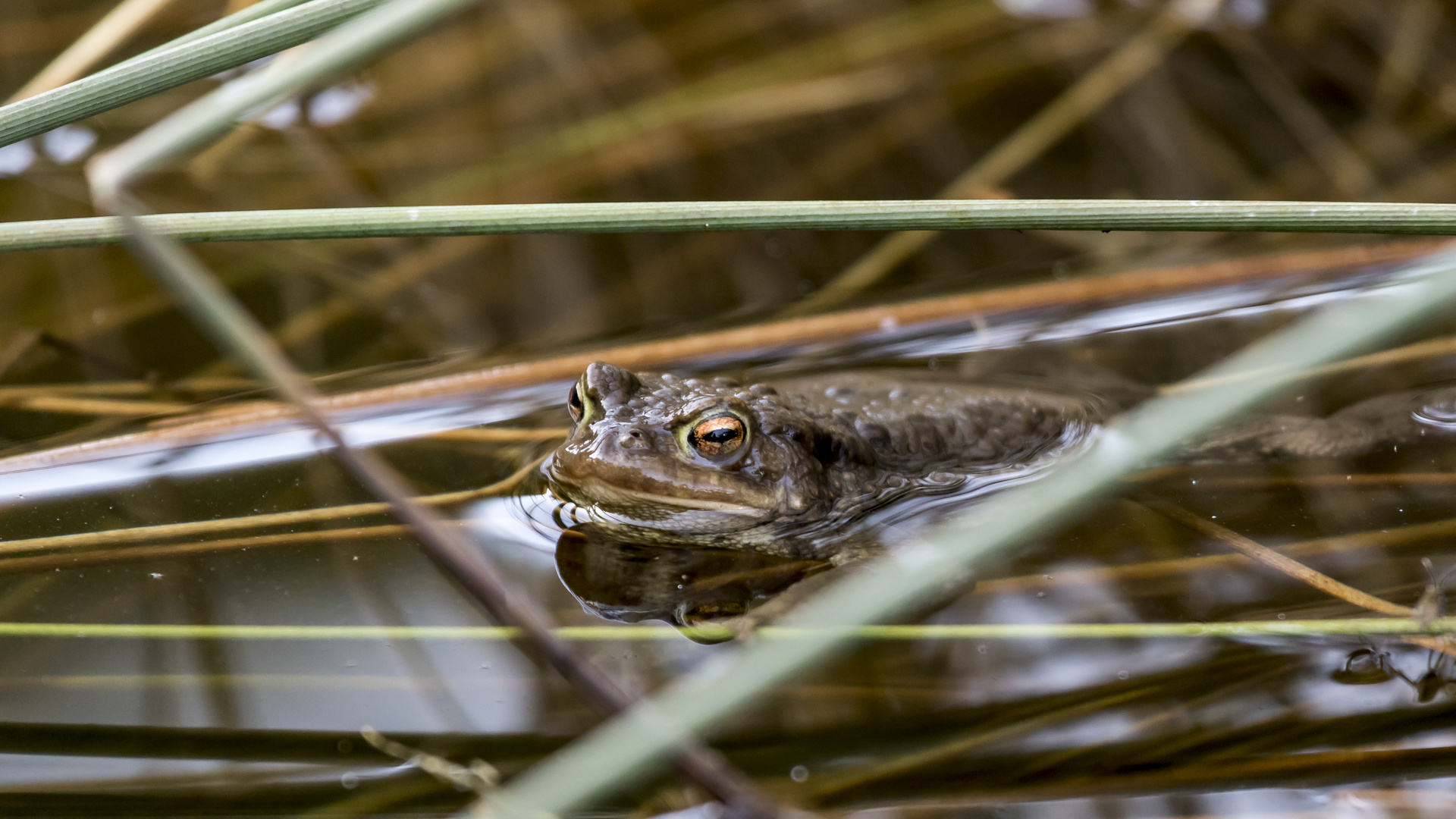 Frühlingsboten im Gartenteich