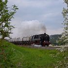 Frühlingsboten im Harz