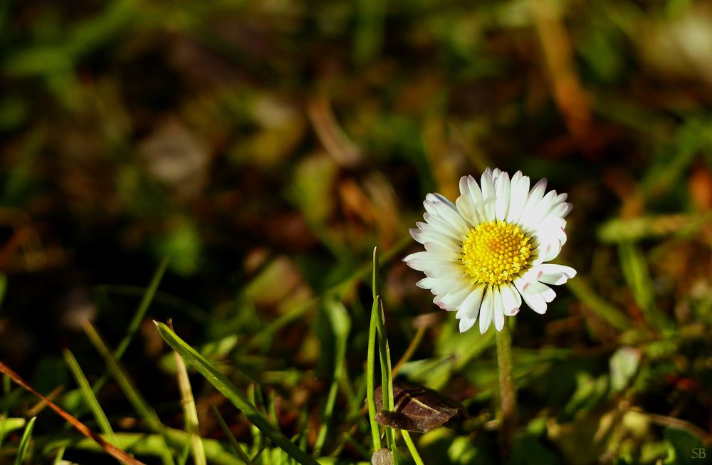 Frühlingsboten im Januar :)))