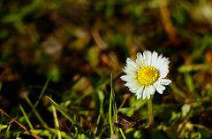 Frühlingsboten im Januar :)))