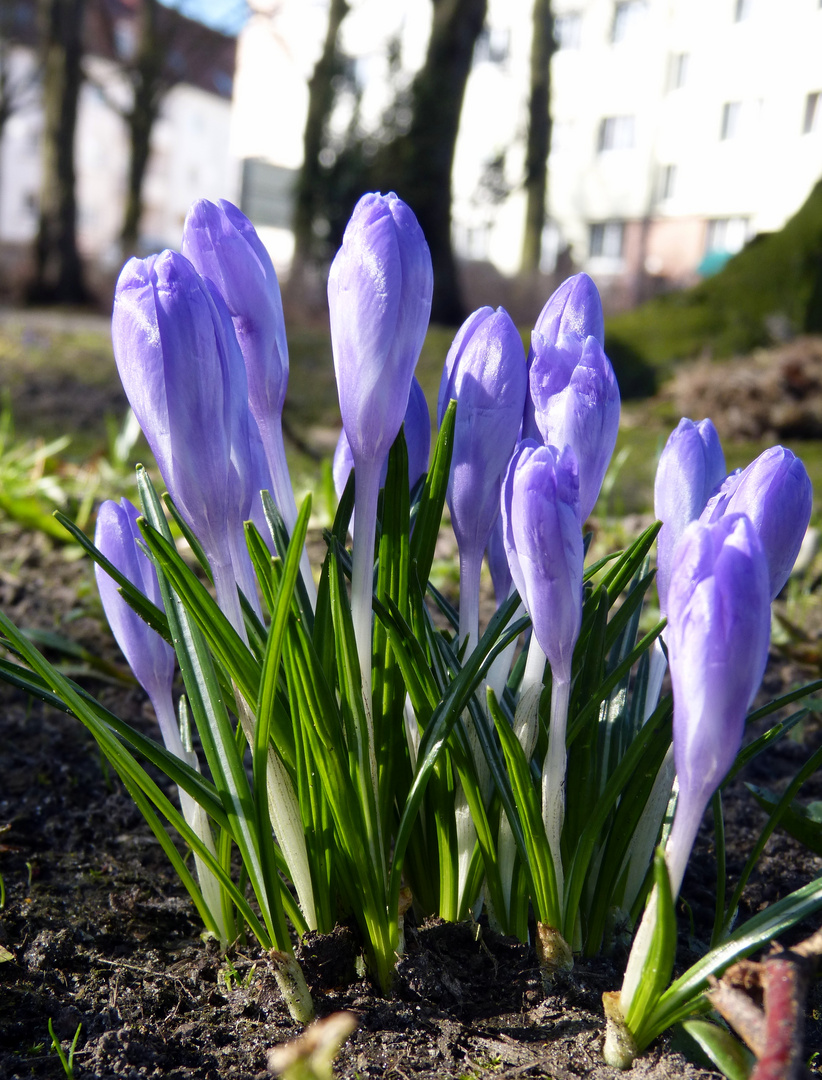 Frühlingsboten im März