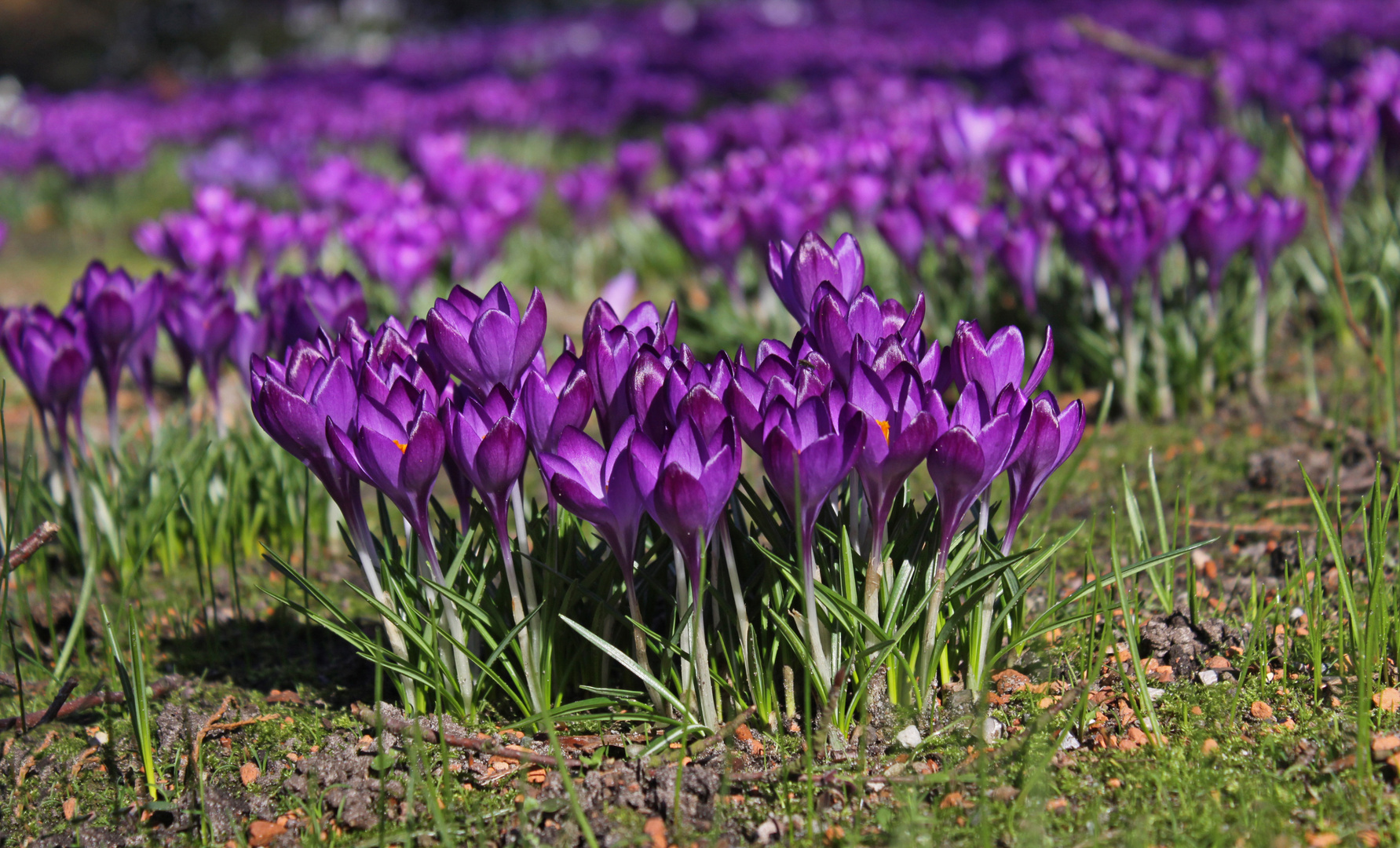 Frühlingsboten im Oldenburger Schlossgarten