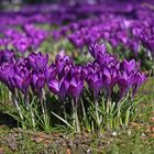 Frühlingsboten im Oldenburger Schlossgarten