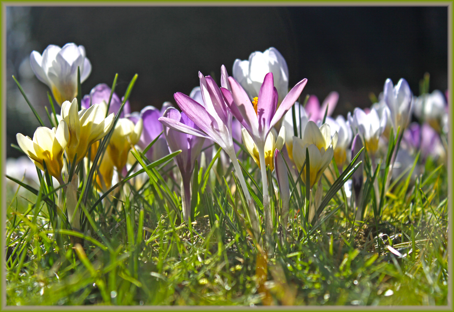 Frühlingsboten im Oldenburger Schlossgarten die Zweite