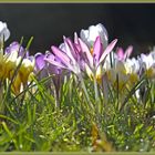 Frühlingsboten im Oldenburger Schlossgarten die Zweite