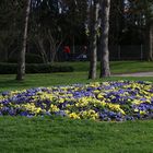 Frühlingsboten im Park