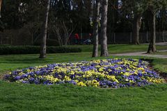 Frühlingsboten im Park