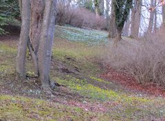 Frühlingsboten im Park