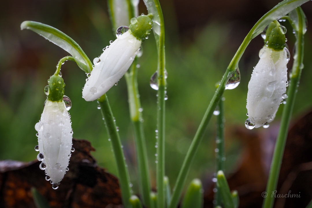 FRÜHLINGSBOTEN IM REGEN