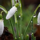 FRÜHLINGSBOTEN IM REGEN