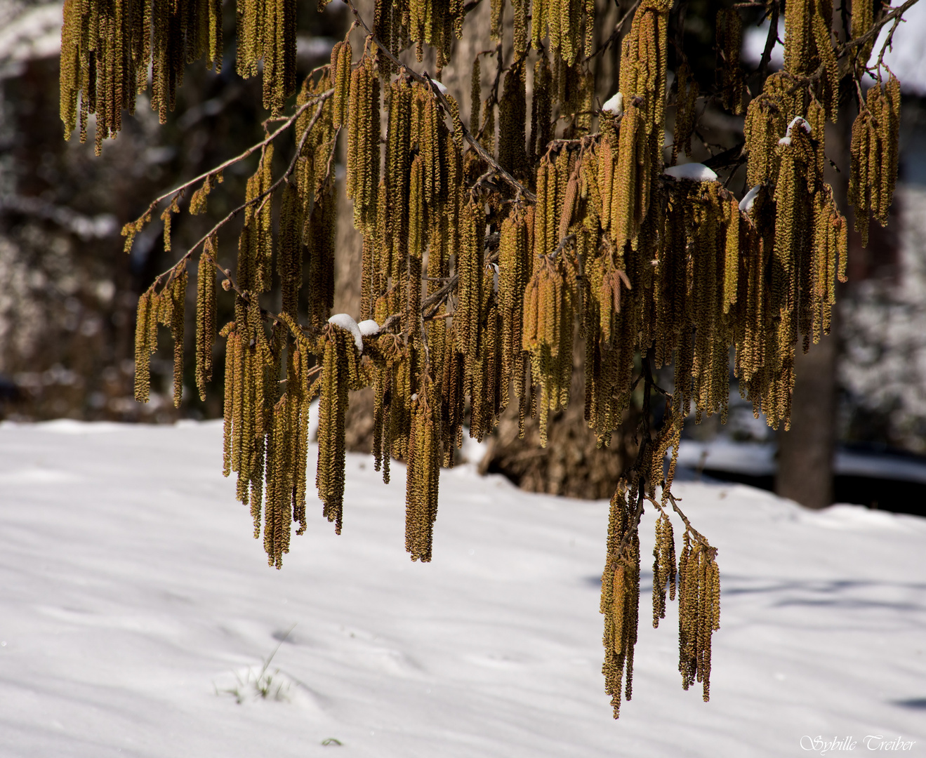 Frühlingsboten im Schnee