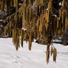 Frühlingsboten im Schnee