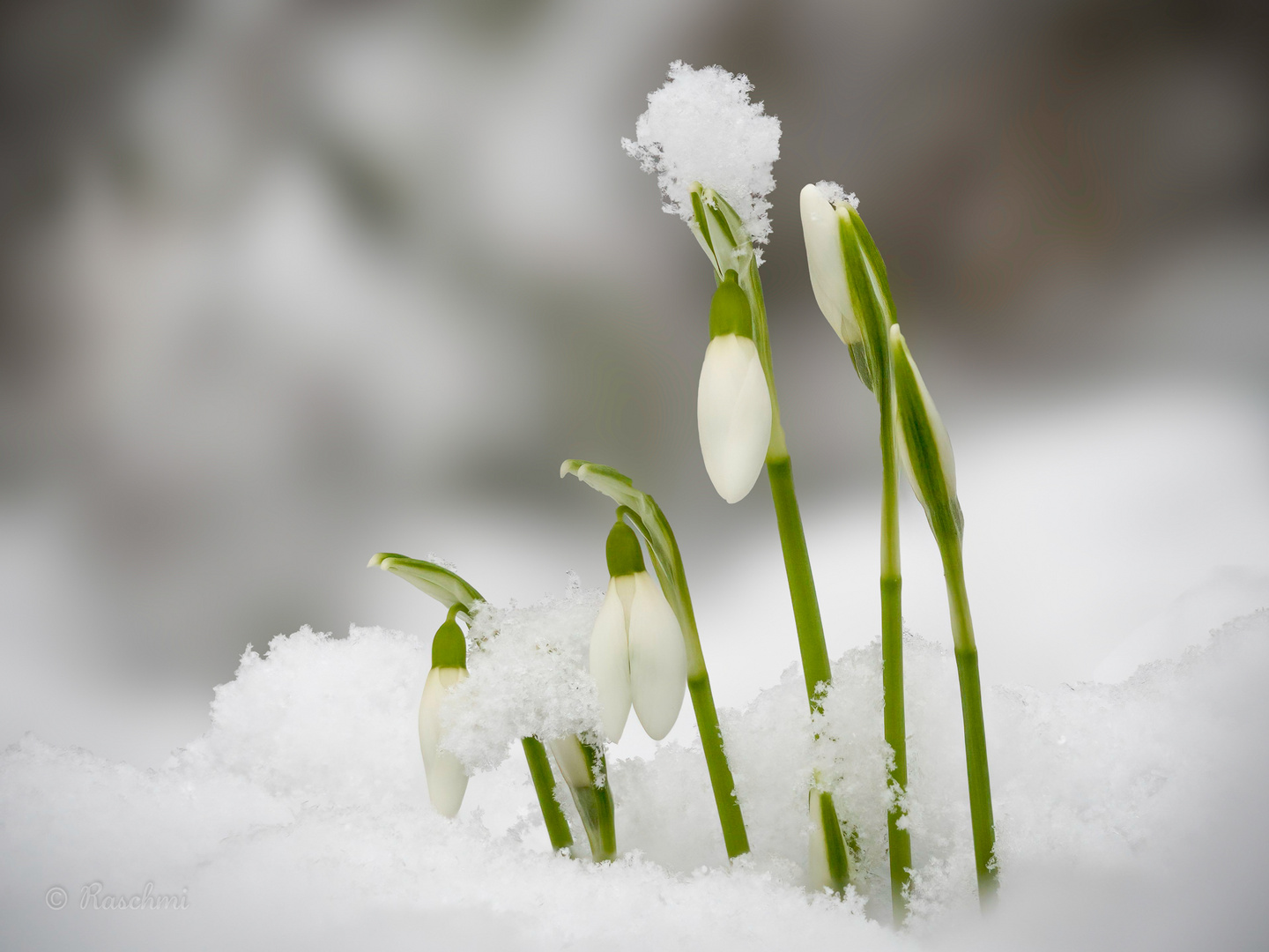 FRÜHLINGSBOTEN IM SCHNEE