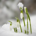 FRÜHLINGSBOTEN IM SCHNEE