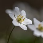 Frühlingsboten im Wald