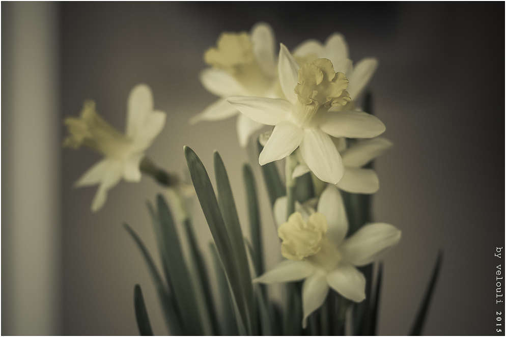 Frühlingsboten im Winter