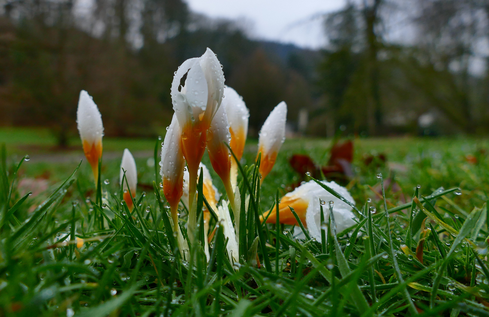 Frühlingsboten im Winter 