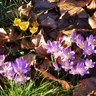 Frühlingsboten im Winterlaub