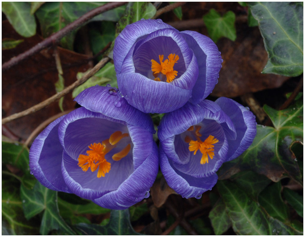 Frühlingsboten in Blau