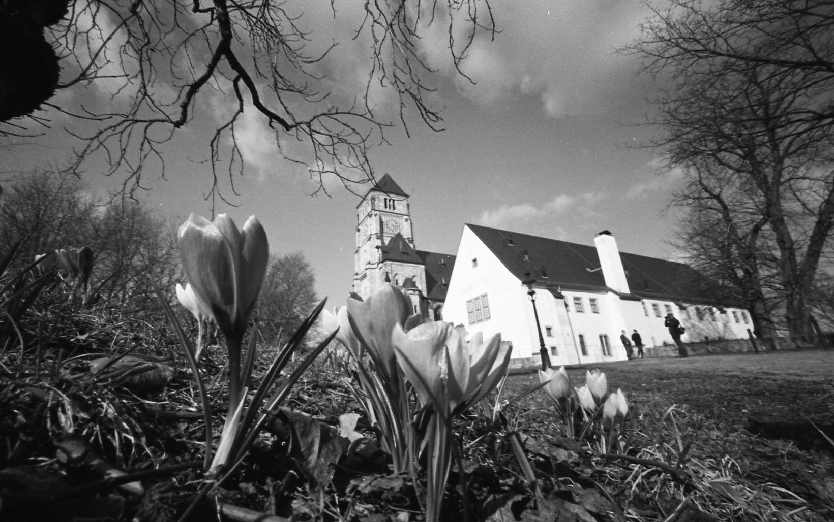 Frühlingsboten in Chemnitz