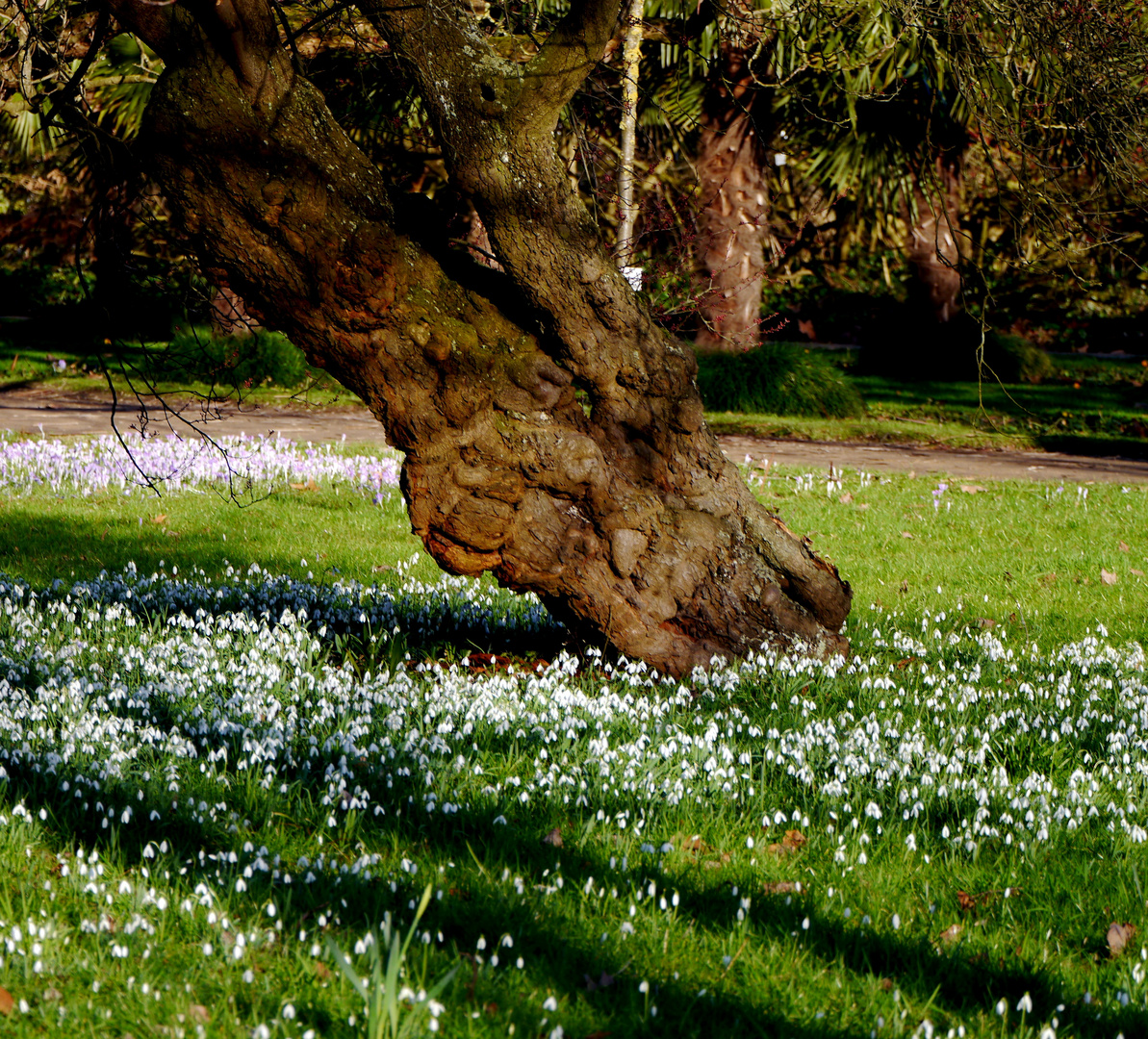 Frühlingsboten in der Flora