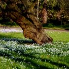 Frühlingsboten in der Flora