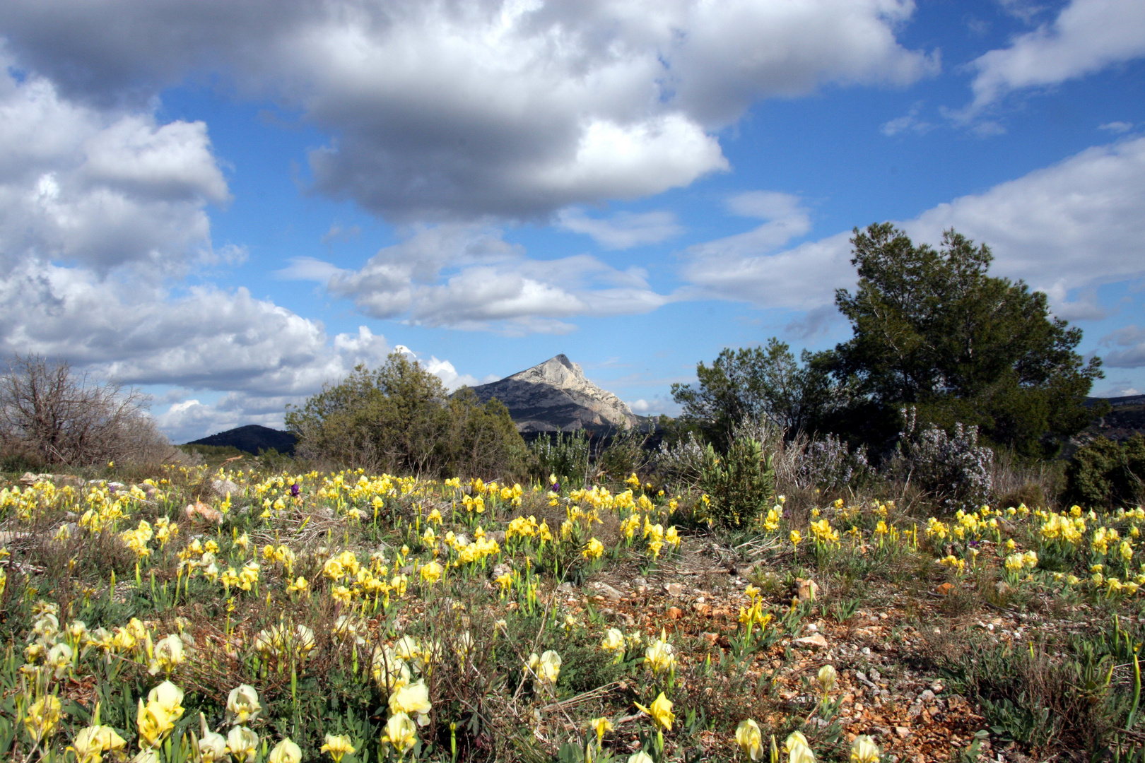 Frühlingsboten in der Provence