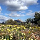 Frühlingsboten in der Provence