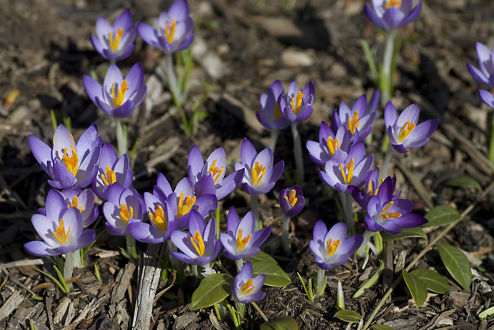 Frühlingsboten in meinem Garten