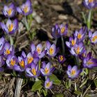 Frühlingsboten in meinem Garten