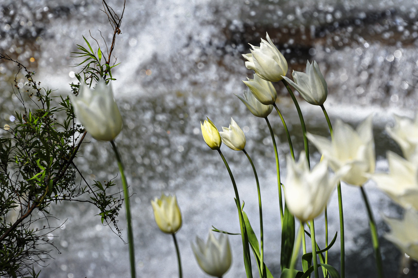 Frühlingsboten in Planten un Blomen