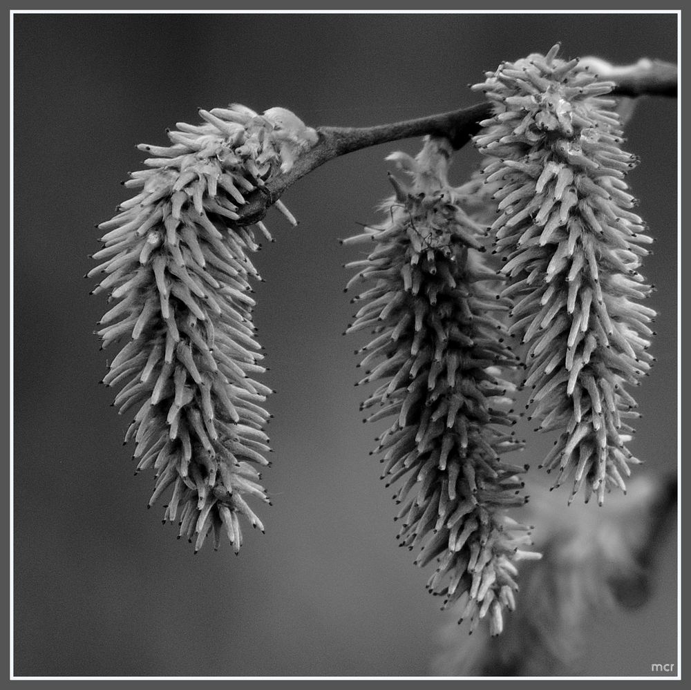 Frühlingsboten in s/w